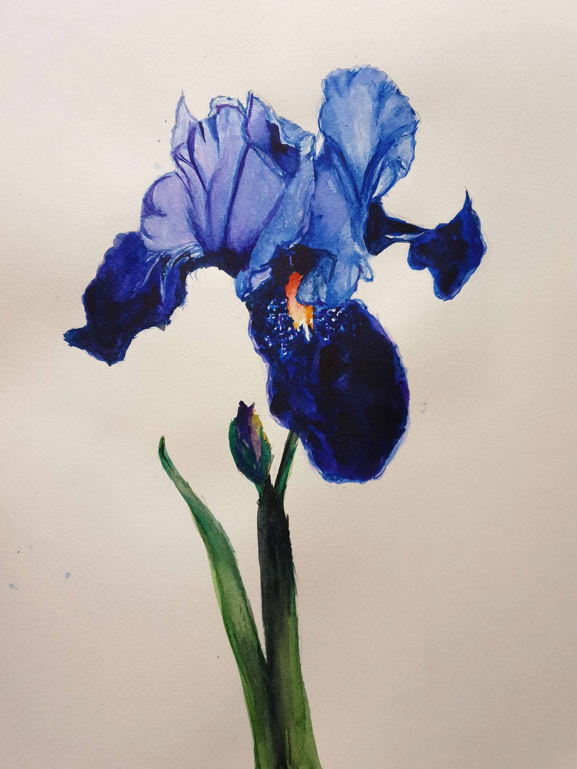 Iris